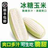 【顺丰】爆浆冰糖牛奶水果玉米 珍珠玉米 甜玉米 新鲜现摘现发 4斤  5-8根【牛奶玉米】