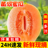 探味君 正宗黄河蜜瓜 新鲜水果甜瓜应当季时令脆香甜沙漠黄金哈密瓜民勤 净重2.8-3斤 【热卖装】脆甜多汁