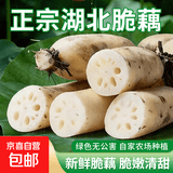 2026湖北洪湖莲藕新鲜九孔水果莲藕生吃清甜凉拌国家地标特产蔬菜 新鲜莲藕2斤净重