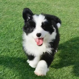 三条尾巴纯种牧羊犬七白三通边牧幼犬活体高智商宠物狗幼崽弓背犬宠大型犬 黑白 2026-05-01 花花 血统级 边牧犬【颜色可选】