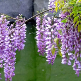 兮夜紫藤花树苗庭院围墙爬藤植物苗南方北方种植盆栽地栽当年开花 三尺藤【1公分粗】 50cm(含)-60cm(不含)