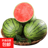 手剥皮小西瓜2K小糖丸西瓜新鲜水果薄皮西瓜脆甜手撕红肉甜瓜整箱 小糖丸5-6斤(1-2粒)
