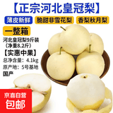 【正宗河北皇冠梨】薄皮新鲜脆甜非雪花梨香梨秋月梨一整箱 河北皇冠梨9斤装（净重8.2斤）【实惠中果】