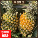 广东香水菠萝新鲜水果徐闻菠萝当季孕妇菠萝非凤梨整箱包邮 净重4.8-5斤 单果650g起