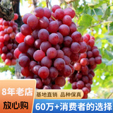 欧悟【买2颗送1颗】嫁接葡萄树苗 南北方种植盆栽地栽庭院阳台果树苗 玫瑰香葡萄 六年大苗当年结果
