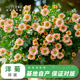 海蒂的花园菊花洋菊乒乓菊球菊盆栽耐热耐晒宿根植花卉球菊带花苞阳台花园 洋菊玲珑12cm盆
