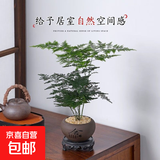 文竹盆栽绿植花卉盆景植物室内客厅水培文松云竹文竹大苗四季常青 文竹+舍得陶瓷盆+塑料圆底托 高度15-25cm