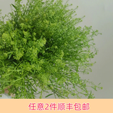 芊芊细语斗南基地直批发玫瑰鲜花全国速递配送女友礼物家用水养插花家庭 绿铃草一扎