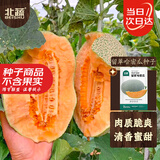 北蔬哈密瓜种子苗新疆网纹瓜甜瓜香瓜水果种籽 留翠哈密瓜种子100粒