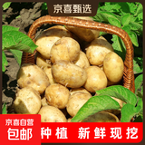 京喜加新鲜黄心土豆农家自种黄皮马铃薯黄心洋芋减脂早餐新鲜蔬菜 黄心土豆 9斤 净重 50g起/单果