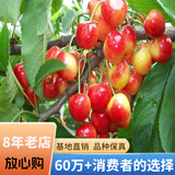 欧悟 正宗车厘子树苗 嫁接大樱桃苗盆栽地栽果树苗庭院阳台南北方种植 黄蜜樱桃【粗2cm带分枝】