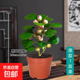 菩提树盆栽小盼菩提带果盆景室内办公室植物桌面摆件中式禅意绿植 A级带果小盼菩提原盆