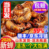 辽梦知了猴新鲜山东活体大号金蝉知了爬叉猴速冻知了龟预制菜肉禽菜肴 顶配大大号丨【50只】（巨无霸）