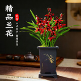 劉閣蘭花兰花四季建兰天红浓香室内花卉盆栽 5苗带黑色清趣四方盆源头直发