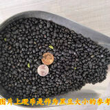 绿芯小黑豆5斤黄芯小黑豆山东农家自产黑豆粗粮小粒绿心黑豆 5斤特小粒绿心黑豆