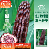 寿禾 超甜水果玉米种子大全紫糯黑甜糯可生食粘甜种孑春夏季寿光蔬菜 红甜糯2018玉米种子150g