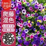 寿禾爬藤牵牛花种子苗混色喇叭大花花籽 潍丰爬藤牵牛种子混色800粒