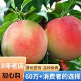 欧悟【买2颗送1颗】嫁接车厘子树苗大樱桃树苗盆栽果树苗木南北方种植 水蜜桃树苗 七年大苗（结果多）