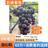 欧悟【买2颗送1颗】嫁接车厘子树苗大樱桃树苗盆栽果树苗木南北方种植 巨峰葡萄树苗 6年苗当年结果