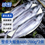 缤鲜 山东 整条大鲅鱼净重2.4斤-2.8斤  2条 马鲛鱼生鲜鱼类-源头直发