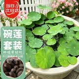 寿禾 碗莲种子已开口水培鱼缸装饰好养四季开花 碗莲2包20粒(10粒/包)