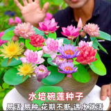 鑫意碗莲种子室内盆栽荷花种子睡莲四季开花水培碗莲花卉种子植物种子 混色开口水培碗莲35粒+营养液 含塑料盆+1支营养液+1包水晶珠