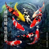 招财如意锦鲤冷水观赏鱼大型纯种精品红白三色招财鱼好养耐活风水鱼活鱼 十全十美（随机颜色10条可指定） 8-10cm