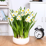 花无痕 风信子套装 百合种球 幼儿园水培套装四季花卉盆栽室内观花植物 水仙陶瓷盆套装（3-5个头）