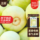 北蔬 甜瓜种子苗香瓜早熟冰糖心白肉水果籽 甜宝小香瓜种子5g约500粒