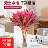 富贵竹大叶竹转运竹观音竹龙竹紫云竹水培四季好养招财富贵竹绿植 红叶大叶富贵竹60cm高10棵+1六角玻璃瓶+液