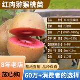 欧悟【买2颗送1颗】嫁接车厘子树苗大樱桃树苗盆栽果树苗木南北方种植 红肉猕猴桃树苗 七年大苗（结果多）
