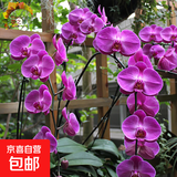 双花剑蝴蝶兰盆栽兰花大苗带花剑带花苞四季开花室内花好养易成活 11.紫美人--双花剑发货 塑料盆栽好