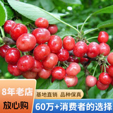 欧悟 正宗车厘子树苗 嫁接大樱桃苗盆栽地栽果树苗庭院阳台南北方种植 萨米特【粗2cm带分枝】