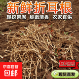 京喜加【26年新根】新鲜鱼腥草折耳根嫩根凉拌节节根现挖猪鼻孔带泥 贵州带泥折耳根2斤 净重1.7斤 畅销装