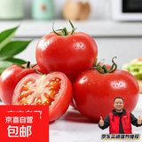 现摘沙瓤西红柿番茄可生吃现摘现发新鲜蔬菜减肥生鲜 精品小果 单果60g+ 1.5斤 净重