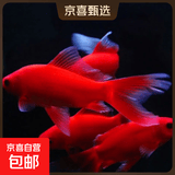 冷水鹦鹉鱼招财鱼血鹦鹉红金鱼冷水观赏鱼活体鱼苗好养耐活发财鱼 冷水血鹦鹉3条【19-21cm】