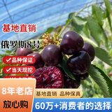 欧悟正宗烟台嫁接车厘子树苗大樱桃树苗南北方种植庭院阳台盆栽果树苗 俄罗斯8号六年苗