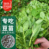 寿禾脆嫩豌豆尖种子苗豆苗夏秋蔬菜种籽 脆嫩2号豌豆尖种子50g*2袋