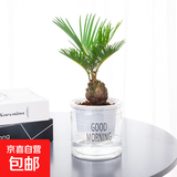 北欧早安盆绿植盆栽自动吸水盆桌面盆栽好养耐活四季常青花卉植物 小铁树 北欧早安盆/口径10CM