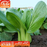 寿禾油菜种子矮脚上海青梗菜蔬菜小白菜快菜春季寿光蔬种籽四季青菜 夏至628青梗菜种子100g桶