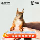 暮秋小主2026头窝家养松鼠活物幼崽宠物雪地黄山金花松鼠活物魔王松鼠活体 雪地松鼠幼崽（公母备注）