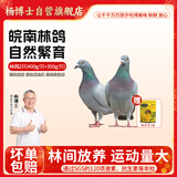 杨博士皖南鸽子肉2只装 单只净重350g及以上 林鸽土鸽生鲜源头直发