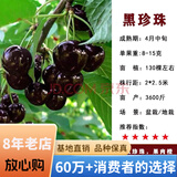 欧悟 正宗车厘子树苗 嫁接大樱桃苗盆栽地栽果树苗庭院阳台南北方种植 黑珍珠【粗2cm带分枝】