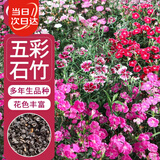 寿禾 石竹花种子苗盆栽庭院室内外种植花卉种籽 五彩石竹种子约1000粒