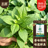 北蔬 荆芥种子苗河南大叶四季播阳台盆栽蔬菜种籽 大叶荆芥种子100g