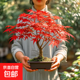 红枫树盆栽日本红舞姬老桩室内客厅庭院中国红栽四季矮化盆景耐寒 矮桩红枫盆栽2年苗一棵