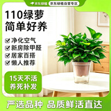 京东绿植绿萝盆栽除甲醛花卉绿植办公室新房净化空气110方白10盆源头直发
