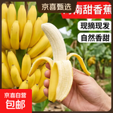 海南甜香蕉 现摘现发 到货3-5天可食用新鲜水果 净重8斤彩箱礼盒装 香甜
