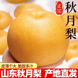 粤迎山东秋月梨新鲜水果冰糖梨脆甜多汁好吃不贵当季水果盒装年货送礼 热卖5斤装【单果311g-353g】净4.53斤