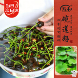 寿禾 碗莲种子苗水培土培荷花已开口花卉种籽 开口碗莲种子15粒